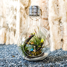 Load image into Gallery viewer, Gardens by the Bay - Nepenthes Glassball Collection - Glass Ball Terrarium Extra Large

