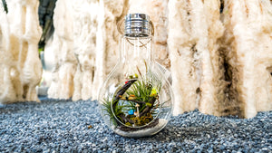 Gardens by the Bay - Nepenthes Glassball Collection - Glass Ball Terrarium Extra Large