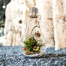 Load image into Gallery viewer, Gardens by the Bay - Nepethes and Glass Ball Collection - Glassball Terrarium Medium
