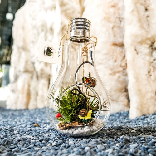 Gardens by the Bay - Nepethes and Glass Ball Collection - Glassball Terrarium Medium