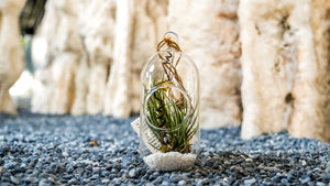 Gardens by the Bay - Nepethes and Glass Ball Collection - Glassball Terrarium Small