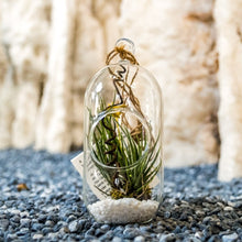 Load image into Gallery viewer, Gardens by the Bay - Nepethes and Glass Ball Collection - Glassball Terrarium Small
