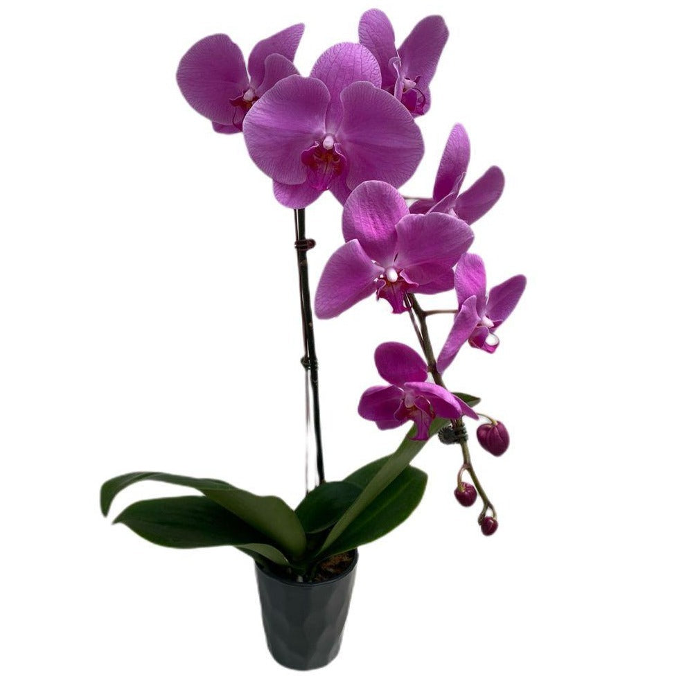 Gardens by the Bay - Plant Collection - Orchid - Phalaenopsis OX King in Black ceramic pot