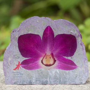 Mdpo Preserved Dendrobium Orchid Paperweight