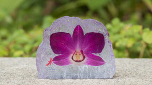 Mdpo Preserved Dendrobium Orchid Paperweight