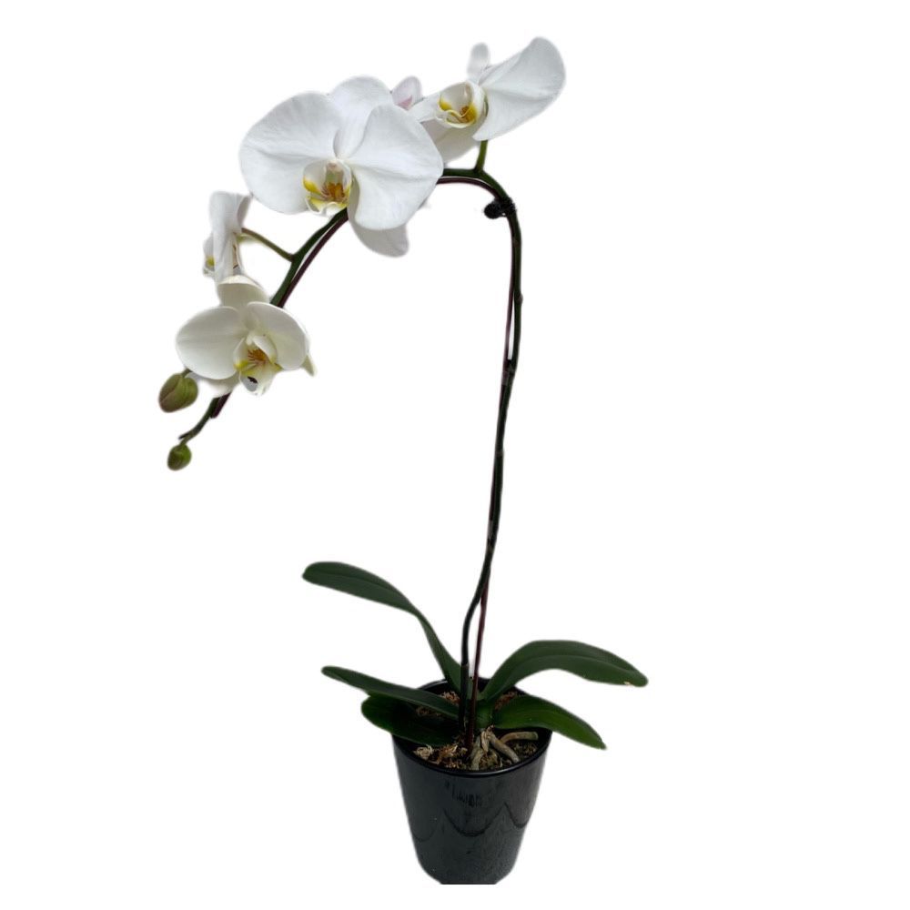 Gardens by the Bay - Plant Collection - Orchid - Phalaenopsis Sogo Yukidian in Black ceramic pot