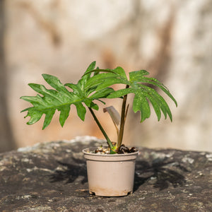 Gardens by the Bay - Plant Collection - Foliage Plants - Philodendron mayoi