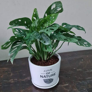 Gardens by the Bay - Plant Collection - Foliage Plants -  Gfp Monstera adansonii in ceramic pot