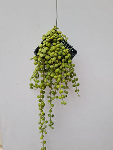 Gardens by the Bay - Plant Collection - Foliage Plants - Dischidia nummularia in hanging basket_2