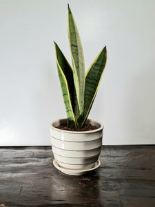 Gardens by the Bay - Plant Collection - Foliage Plants - Sansevieria trifasciata ‘Laurentii Silver’ in Stripe ceramic pot_2