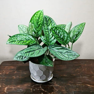 Gardens by the Bay - Plant Collection - Foliage Plants - Monstera Peru (Karstenianum) in ceramic pot 