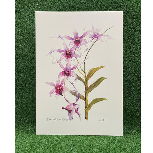 Gardens by the Bay - Merchandise Collection - Decoratives- Mdo Dendrobium Caesar Botanical Art Print