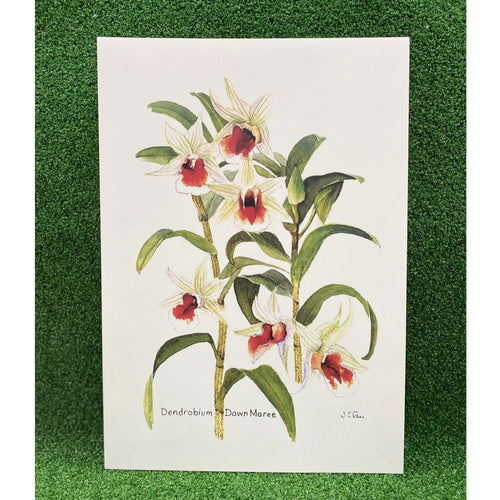 Gardens by the Bay - Merchandise Collection - Decoratives- Mdo Dendrobium Dawn Maree Botanical Art Print