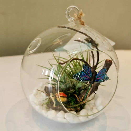 Gardens by the Bay - Plant Collection - Terrariums and Mini Gardens - Globe Glass Ball Terrarium 