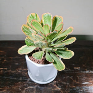 Gardens by the Bay - Plant Collection - Succulents and Cactus - Euphorbia poissonii 'Variegata' in ceramic pot