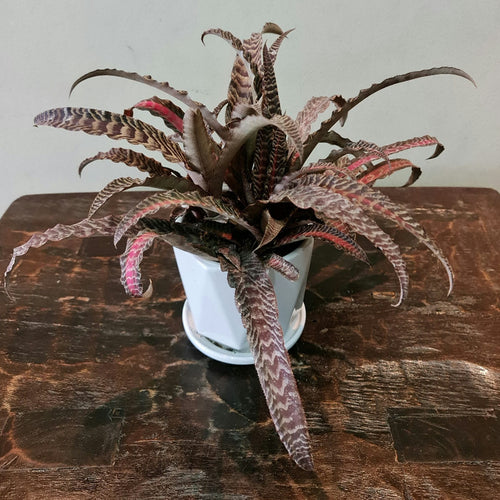 Gardens by the Bay - Plant Collection - Foliage Plants - Cryptanthus Fosterianus ““Liza Vinzant” in ceramic pot