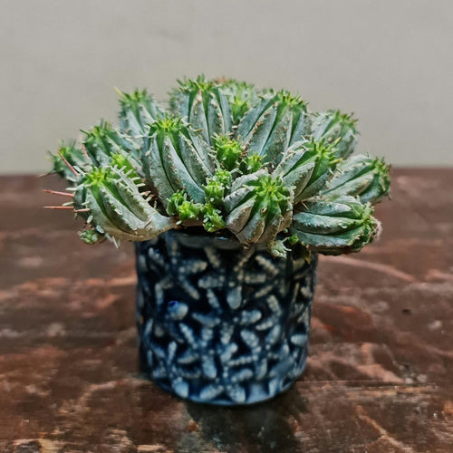 Gardens by the Bay - Plant Collection - Succulents and Cactus - Euphorbia susannae in ceramic pot