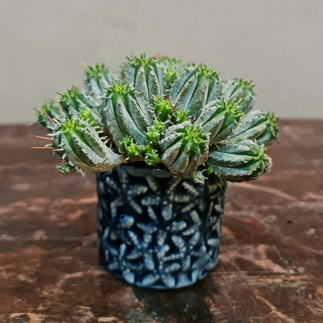 Gardens by the Bay - Plant Collection - Succulents and Cactus - Euphorbia susannae in ceramic pot A