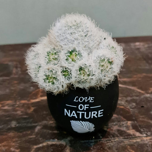 Gardens by the Bay - Plant Collection - Succulents and Cactus - Feather cactus (Mammillaria plumosa)