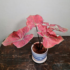 Gardens by the Bay - Plant Collection - Foliage Plants - Caladium Festivia in ceramic pot