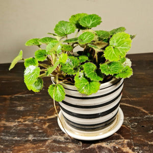 Gardens by the Bay - Plant Collection - Foliage Plants -  Saxifraga stolonifera in ceramic pot