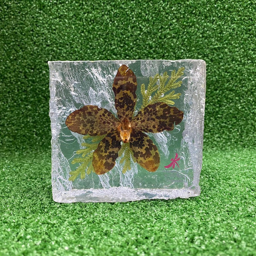 Mdpeo Preserved Exotic Orchid Paperweight (Medium)