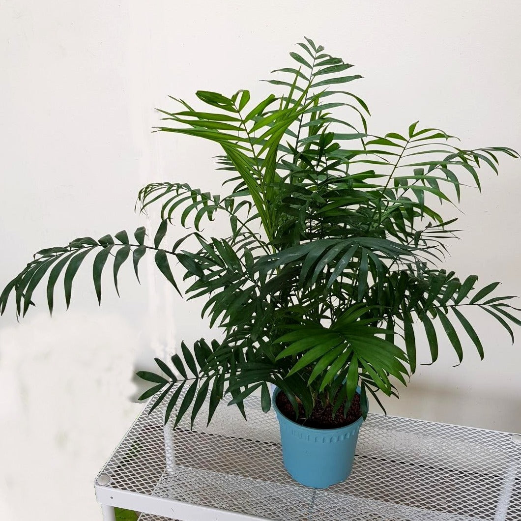 Gardens by the Bay - Plant Collection - Foliage Plants - Gfp Chamaedorea elegans in plastic pot