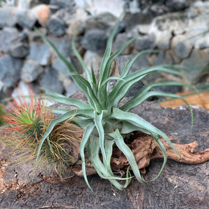 Gardens by the Bay - Plant Collection - The Mini Gardens Series - Driftwood Tillandsia SP10